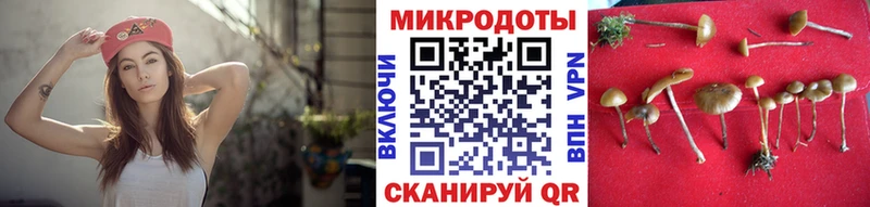 Галлюциногенные грибы Psilocybe  Каменск-Шахтинский 
